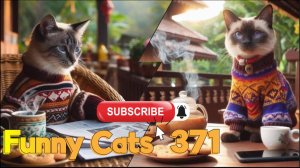 Смешные коты #371