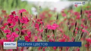 «Летний сад» в Армавире выиграл всероссийский конкурс «Зеленые каникулы»