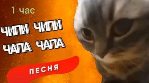 Чип и чип и часа чапа слушать 1 час | Chipi Chipi Chapa Chapa listen 1 hour