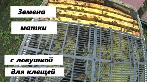 Замена матки в системе пчеловодства «Всё включено» с ловушкой для клещей.