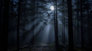 Звуки ночного леса