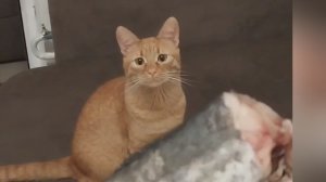 🐱 Рыжий Барсик и море счастливых моментов