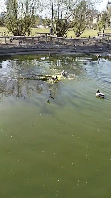 Эстетика парка: утиное озеро 🌊