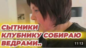 САМВЕЛ АДАМЯН, СЫТНИКИ, КЛУБНИКУ СОБИРАЮ ВЕДРАМИ..