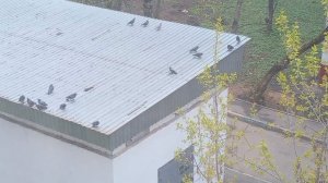 Много голубей на крыше трансформаторной будки. VID_20260424_093345