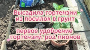 Высадила гортензии из посылок в грунт. Первое удобрение гортензий, роз, пионов. (4К)