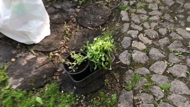Высаживаю цветы и впервые делю обриету