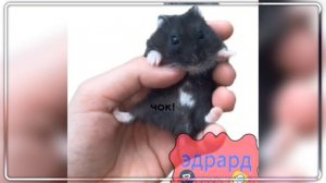 Повторяй за мной!
