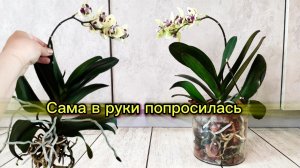 Сама в руки попросилась. Пересадка с подарками и сюрпризами🙃