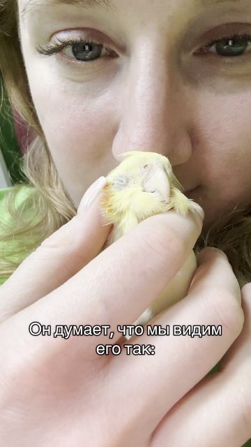 Для кореллы она уже взрослая и самостоятельная птица🦜