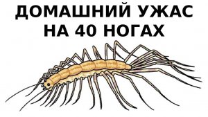 От первого лица ты — домашняя многоножка