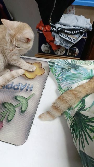Сонюшка — особенная кошка в поисках счастья 🐾Эту девчушку спасли с дачных участков.