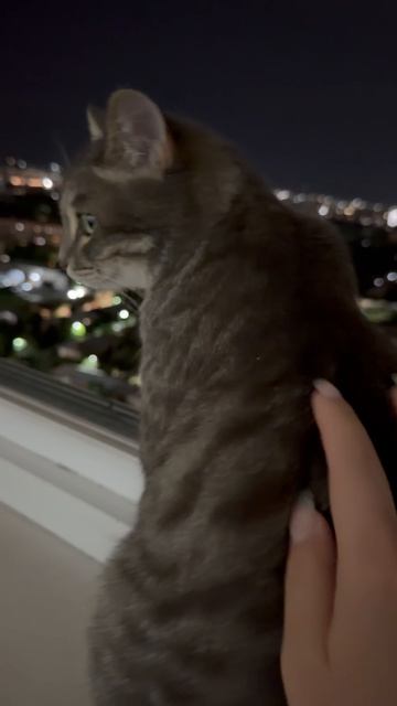 Милый котик смотрит в окно 😺🐱
