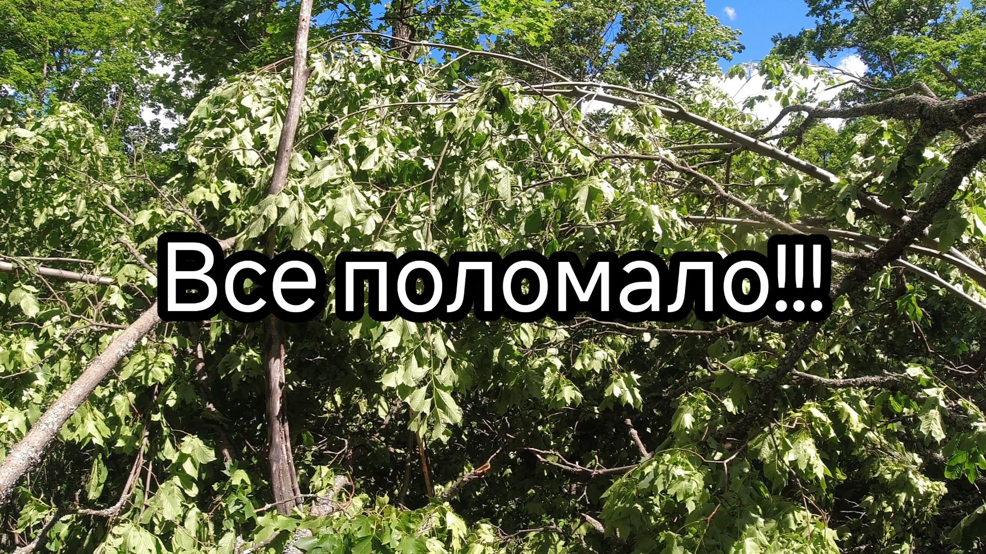 В лесу капец. Ураган, все поломало. Берлогу захватили...