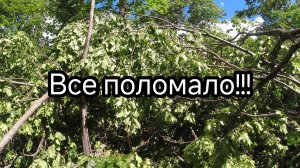 В лесу капец. Ураган, все поломало. Берлогу захватили...