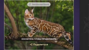 Собираем пазлы. Бенгальская кошка