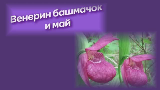 Венерин башмачок и май