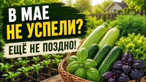 Июнь — один из лучших месяцев для посадок. Вот что ещё не поздно посеять