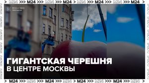 Гигантская черешня появилась на Старом Арбате в Москве - Москва 24