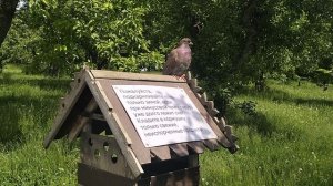 Голубь на кормушке
