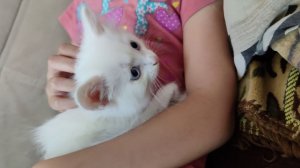 Котенок Дино играет новой игршочной мышкой...