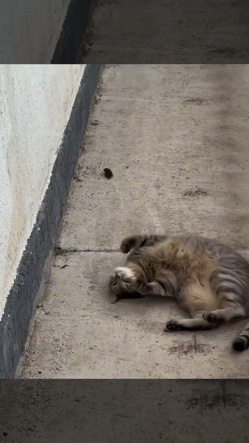 Кота, который пашет на две ставки, заметили в московском дворе. Охотник и модель! смотреть онлайн