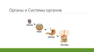 понарина видео