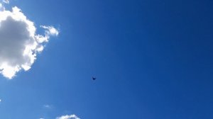 Николаевские голуби  Молодой 01.06.2026