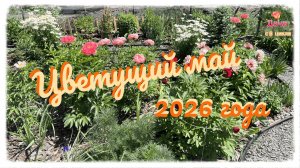 Цветущий май 2026