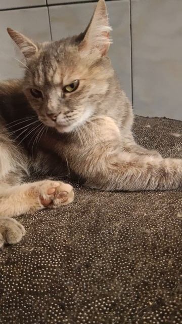Коты😻 смотреть онлайн