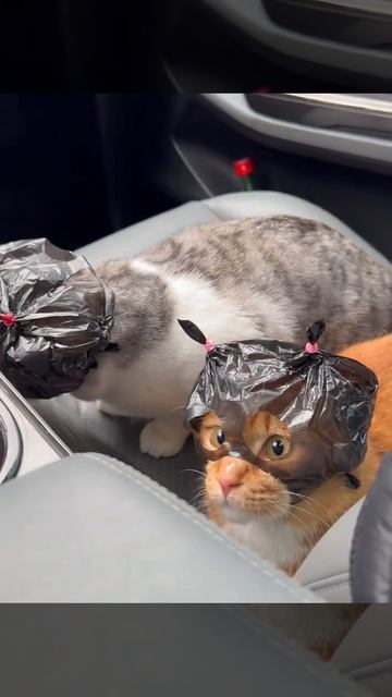 Берем только RoyalCanin