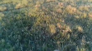 А как всё начиналось / поиск с металлоискателем