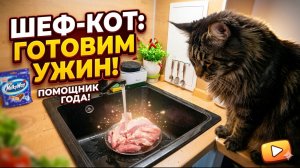Мейн-кун хитрый кот помощник на кухне