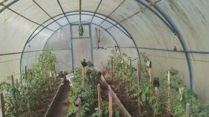 Мои покупки. Мариную шашлык. Ждем гостей.