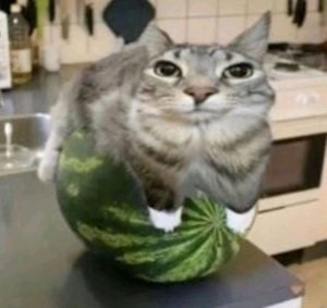 длинный стрим