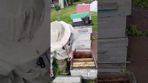 деление семьи на отводки