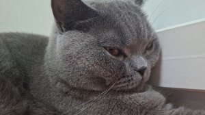 крокодил с дымкой по своим правилам 🐱