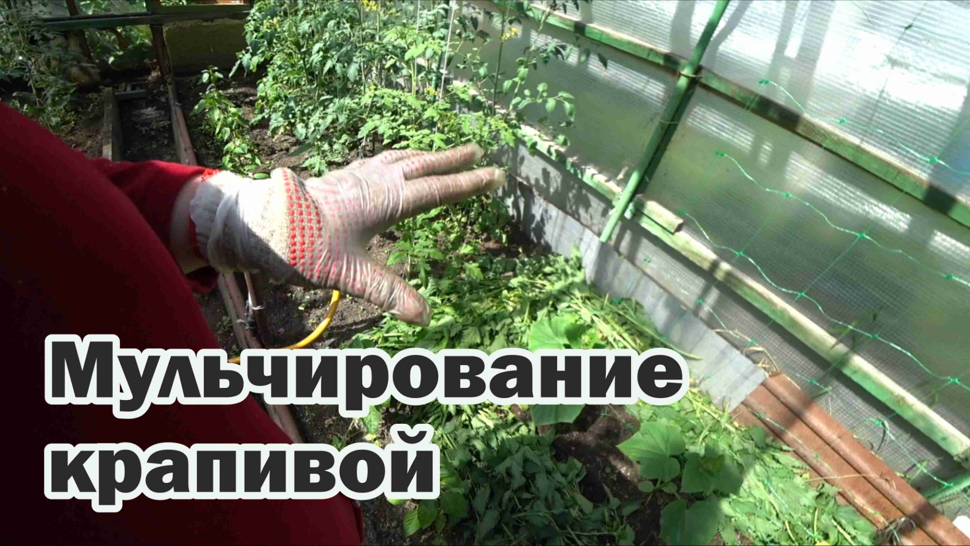 Новый эксперимент: мульчирование крапивой