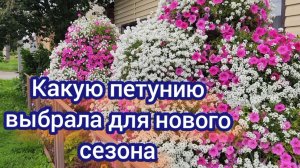 Новый сезон и новые планы. Какая петуния будет на петуниевых деревьях в этом году