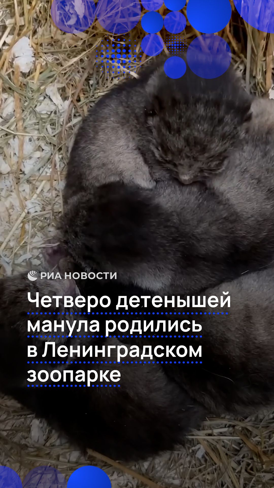 Четверо детенышей манула родились в Ленинградском зоопарке