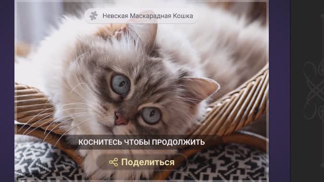 Собираем пазлы. Невская маскарадная кошка