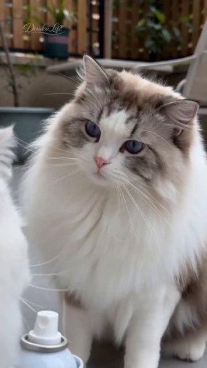 Котик недалетик