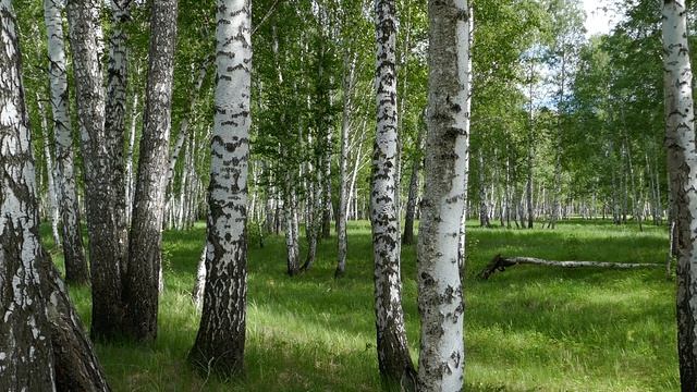 Красота березового леса, шум листвы смотреть онлайн