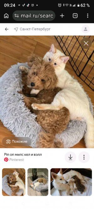 ьалклаь