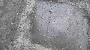 Всходы пастернака и корневой петрушки 1 июня