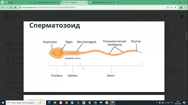5 2 1 генетика транскрипция трансляция