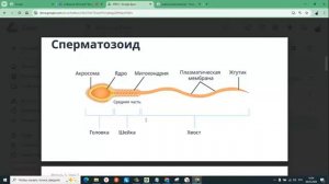 5 2 1 генетика транскрипция трансляция