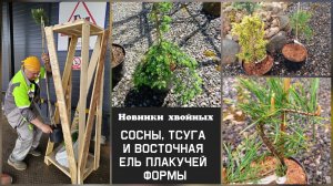 Новинки хвойных растений. Плакучие формы.