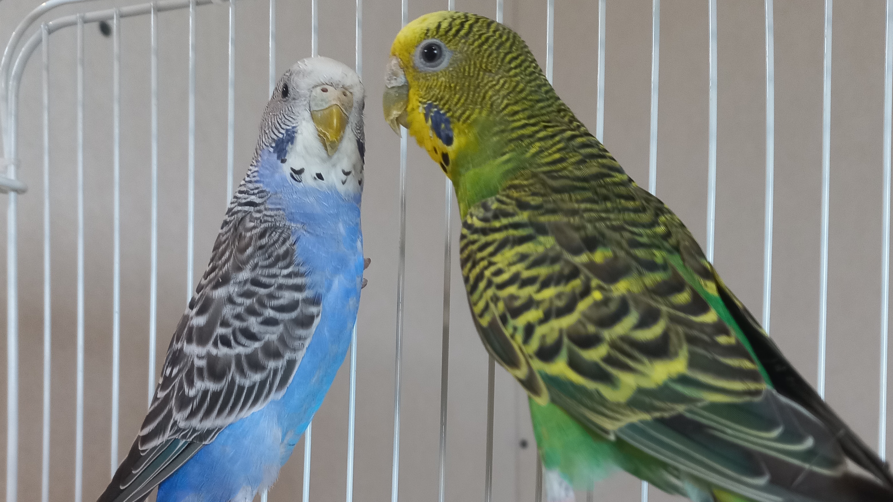 Долгожданные попугаи!