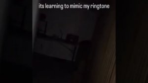 mahoraga Эдит | MONTAGEM radicate